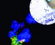 Ebola Virüsü Bulguları Kaybolsa da Maymunlarda Görülebilir!