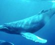 Facebook Blue Whale Aramalarını Engelledi