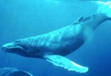 Facebook Blue Whale Aramalarını Engelledi