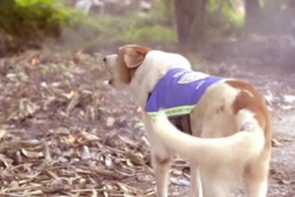 Tayland Sokaklarını Akıllı Yeleğe Sahip Köpekler Koruyacak