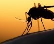 Google’a Bağlı Birim Verily, Doğaya 20 Milyon Sivrisinek Saldı