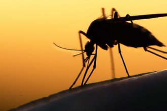 Google’a Bağlı Birim Verily, Doğaya 20 Milyon Sivrisinek Saldı